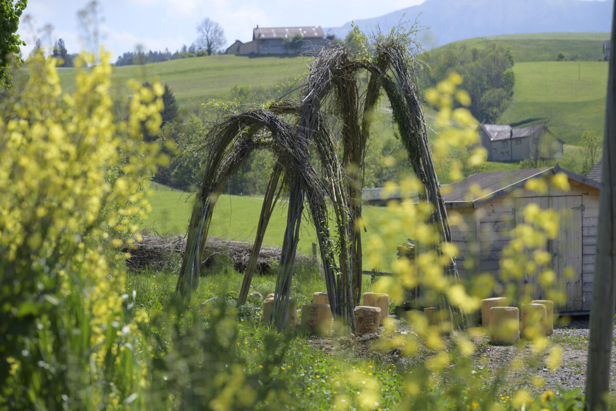 gebogene Weidenruten