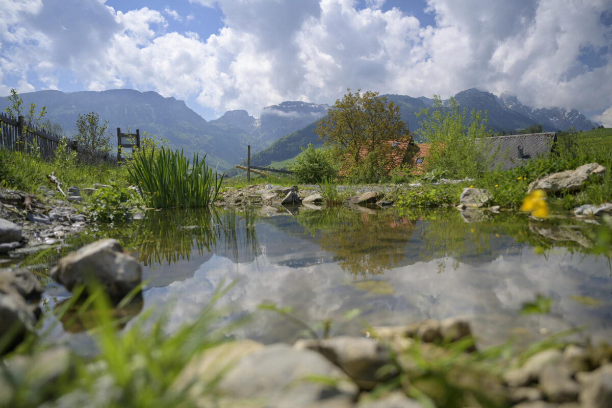 Naturnaher Gartenbau mit Teich